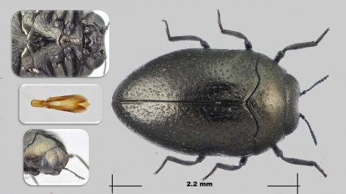 Trachys scrobiculatus